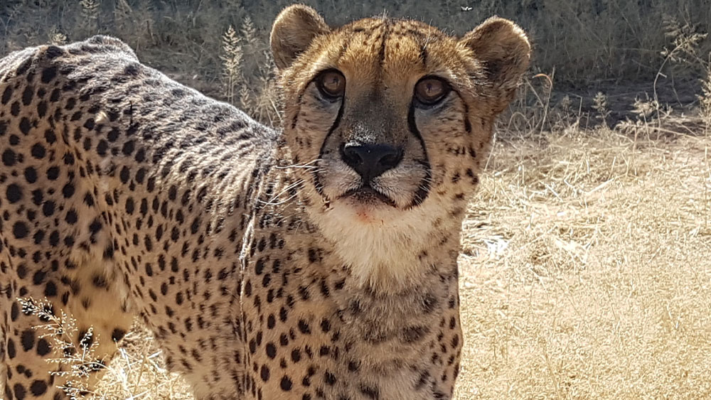Eulogy for Resident Cheetah Phoenix