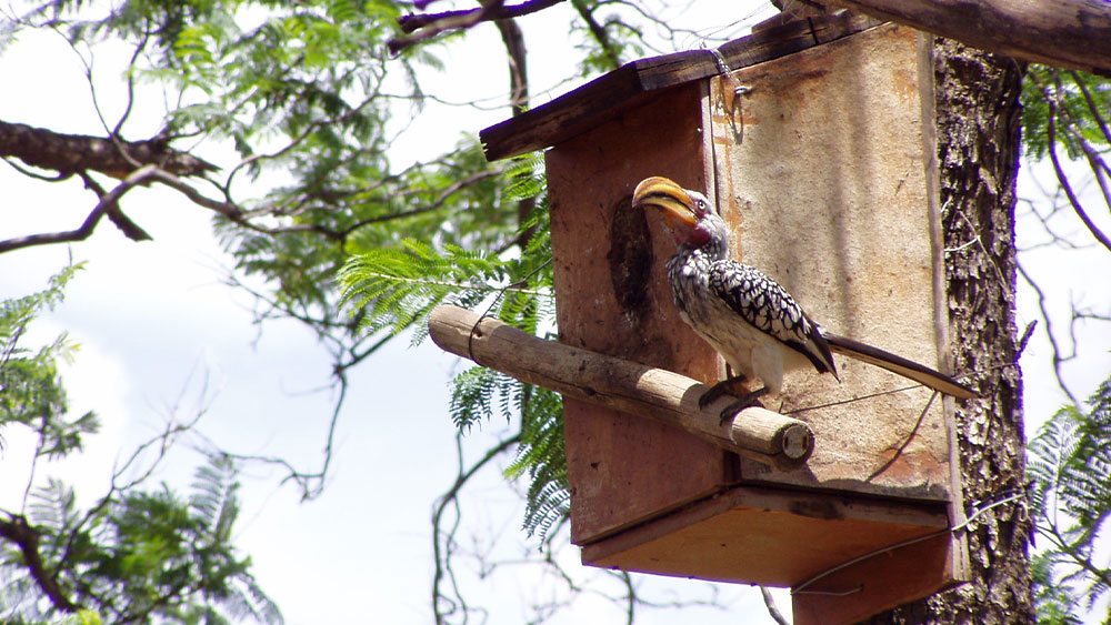Seeing Double – Hornbills at CCF Found Producing Two Nests in One Season