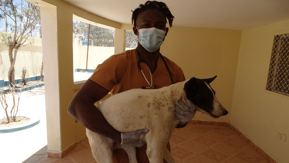 Spay and Neuter in Somaliland