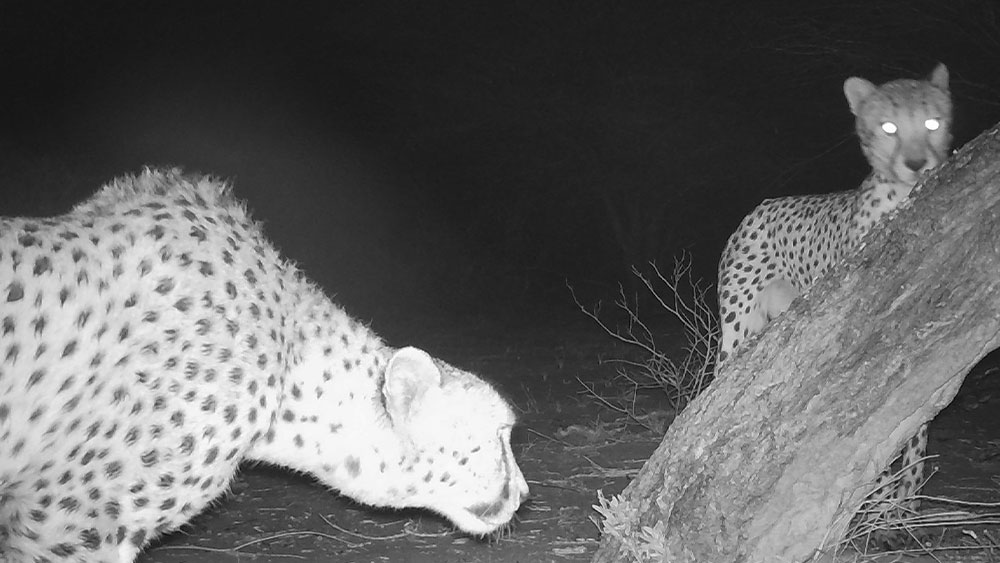 Sinks and Harbours:  What are they and what do they have to do saving cheetahs in the wild?