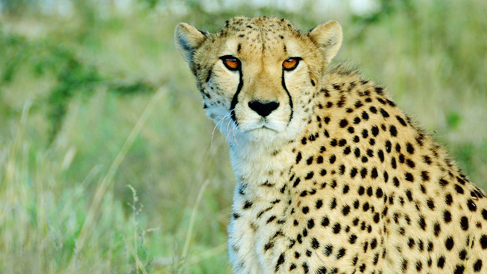 Eulogy for Resident Cheetah Rohini-Tallala • Cheetah Conservation Fund