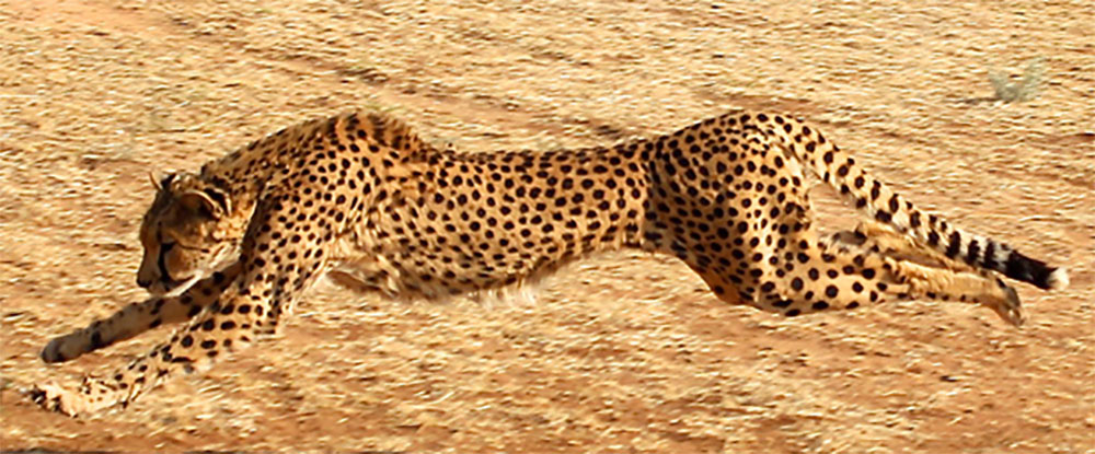 Cheetah Conservation Fund announces partnership with Extreme E racing team Veloce in bid to save world’s fastest land mammal from extinction
