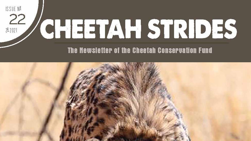 Cheetah Strides No. 22