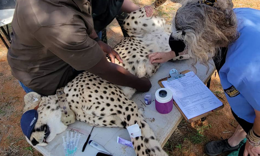 A Protocol for the Rescue, Rehabilitation and Release of Cheetahs • Cheetah  Conservation Fund