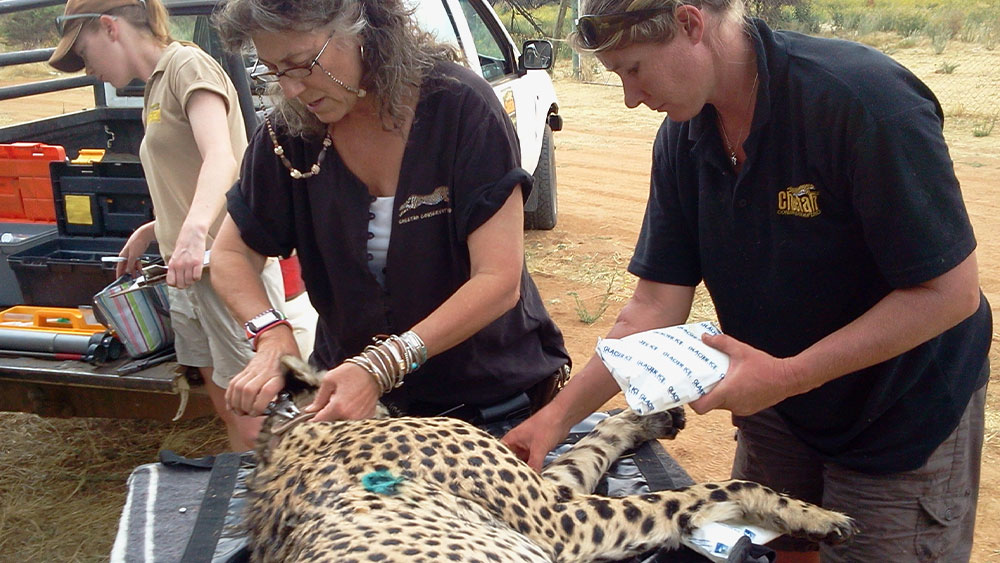 Un protocollo per il salvataggio, la riabilitazione e il rilascio dei ghepardi