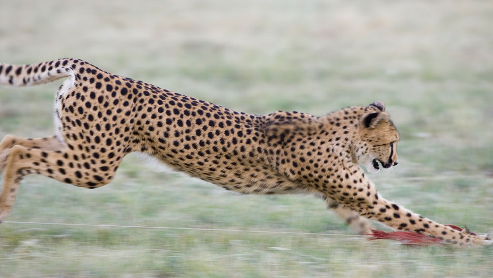 Accelerometers on Cheetah Collars – Looking Beyond their Incredible Speed