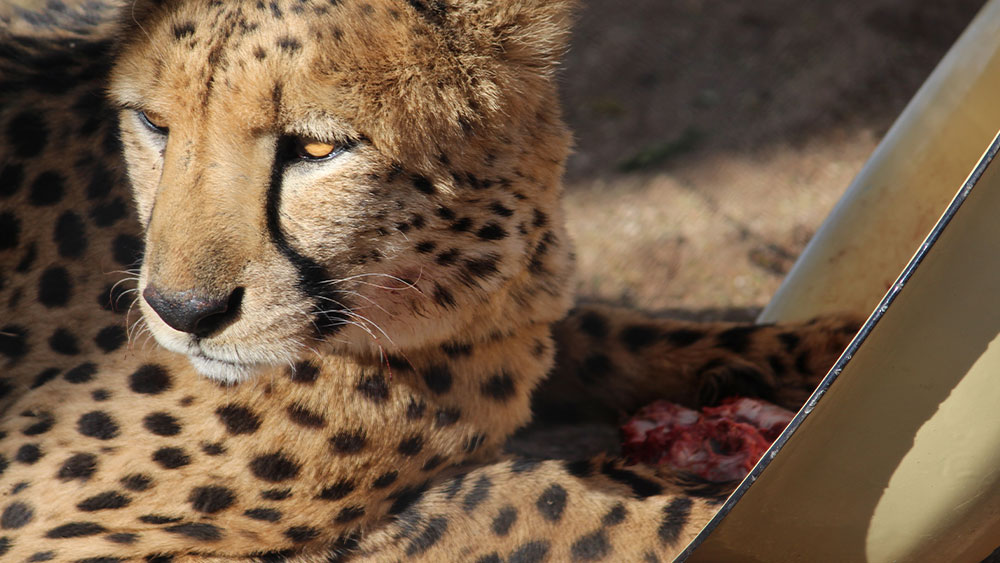 GI Problems in Cheetahs Take a Punch from Probiotics