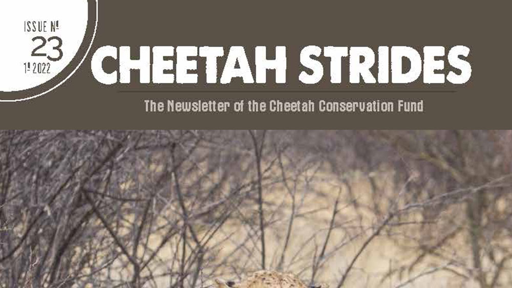 Cheetah Strides No. 23