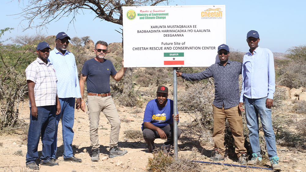 New Field Centre in Somaliland <br/><em>CCF’s Cheetah Rescue and Conservation Centre</em>