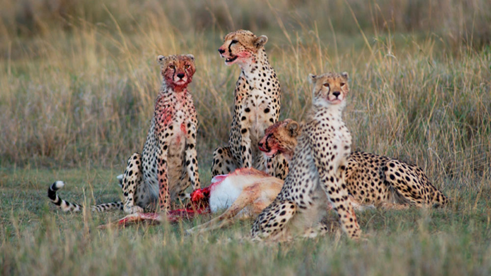 Research Identifies Factors Linked to Chronic Gastritis in Cheetahs