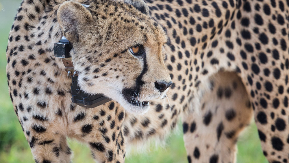 A Future for Cheetahs in India