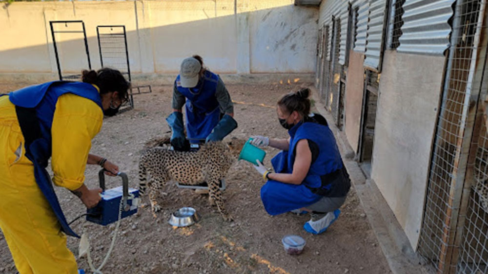 Tecnico veterinario in Somaliland