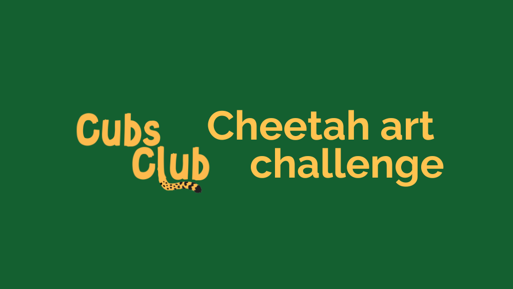 Cubs Club Summer Art Challenge Exhibition