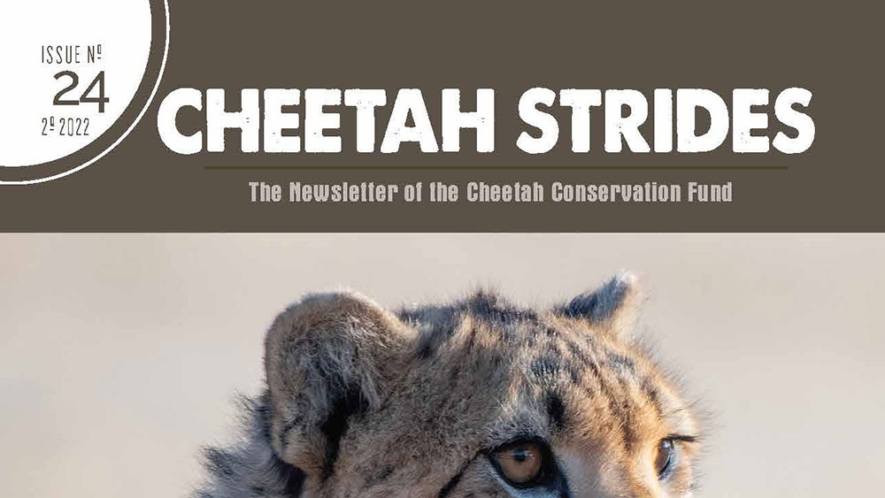 Cheetah Strides No. 24