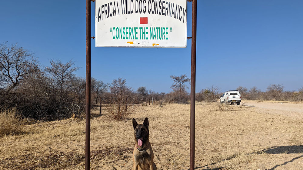 Searching for African wild dog scat in Namibia’s Eastern communal farmlands