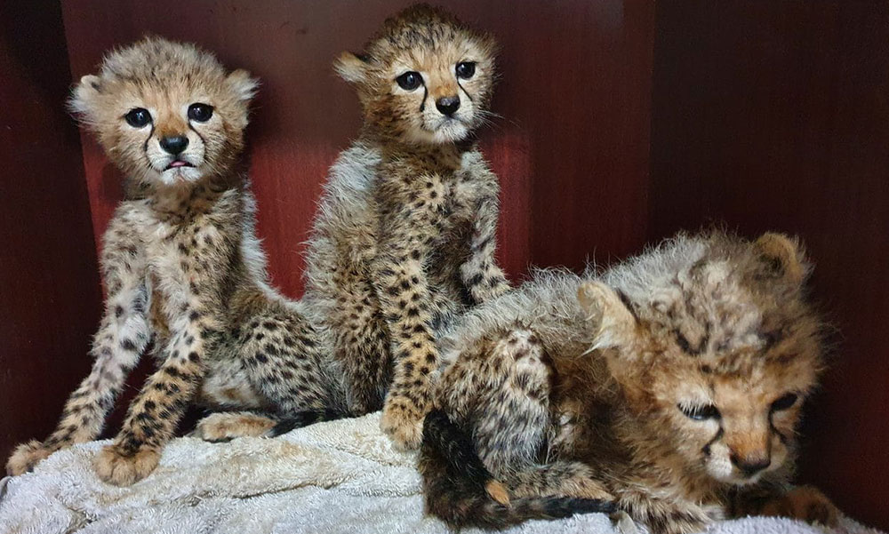Cheetah Conservation Fund awarded five grants to combat cheetah trafficking in Horn of Africa