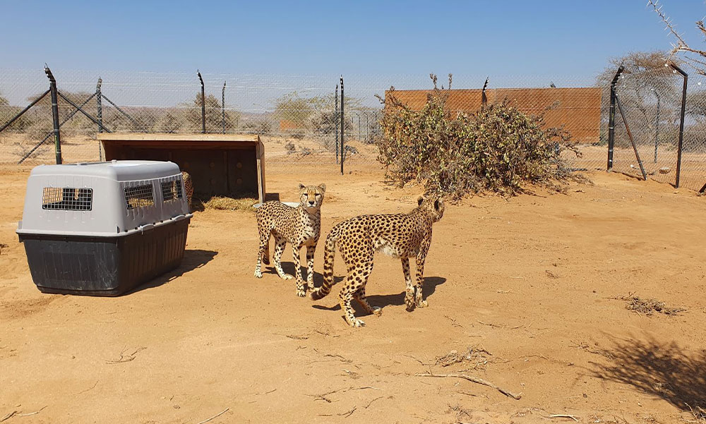 Fifty-two cheetahs rescued from illegal wildlife trade given new home by Cheetah Conservation Fund and Republic of Somaliland