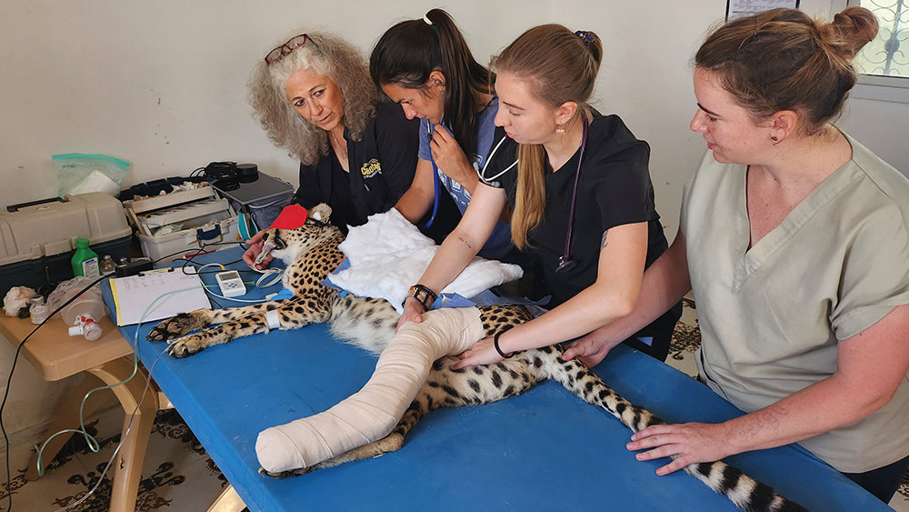 Support the Cheetah Rescue and Conservation Centre