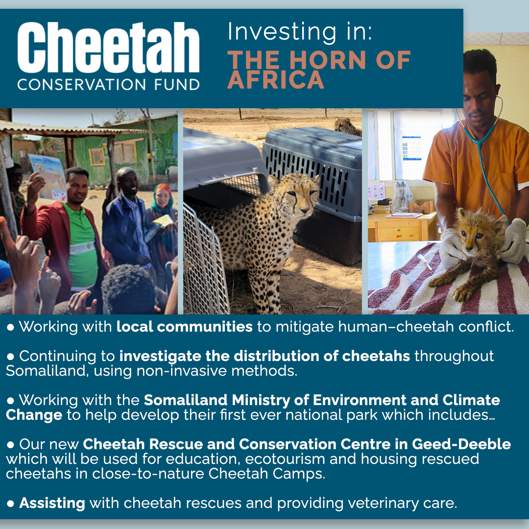 Investing In Our Planet Saving The Cheetah Through Decades Of Research 
