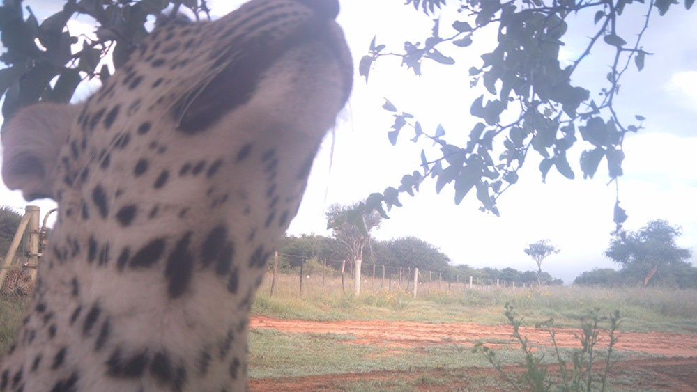 The power of pattern recognition: Evaluating cheetah identification with the African Carnivore Wildbook