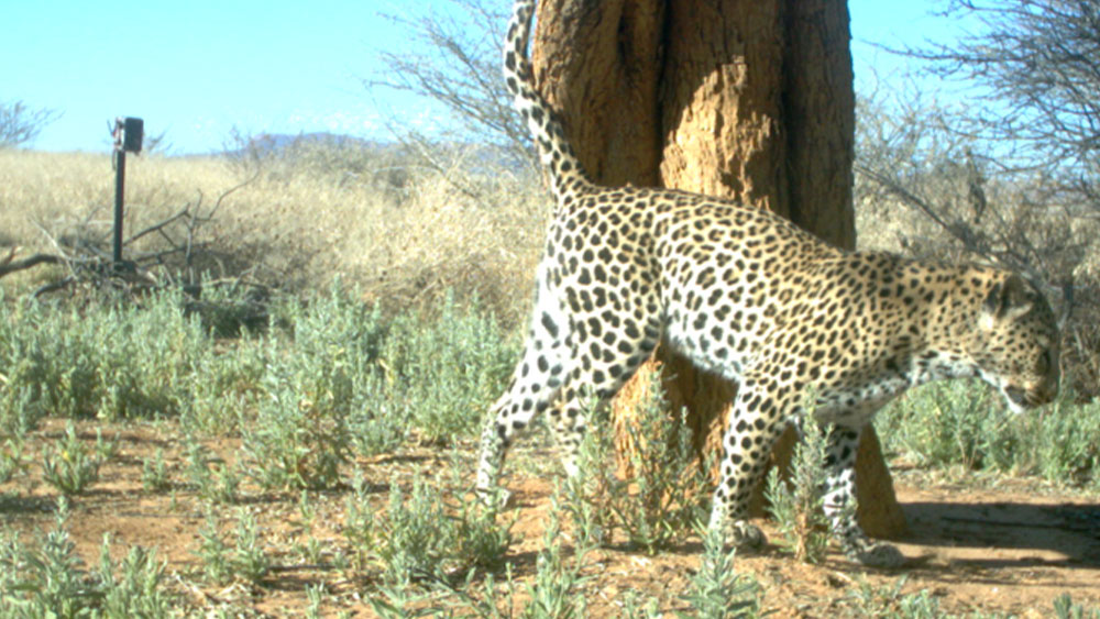 Beyond Solitude: The Surprising Complexity of Leopard Social Structures