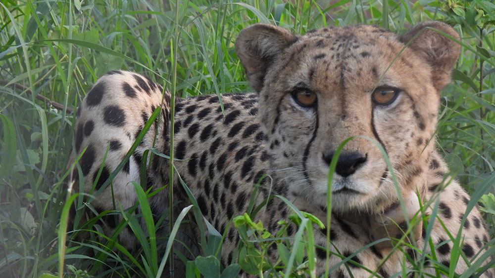 Project Cheetah Update – First Anniversary