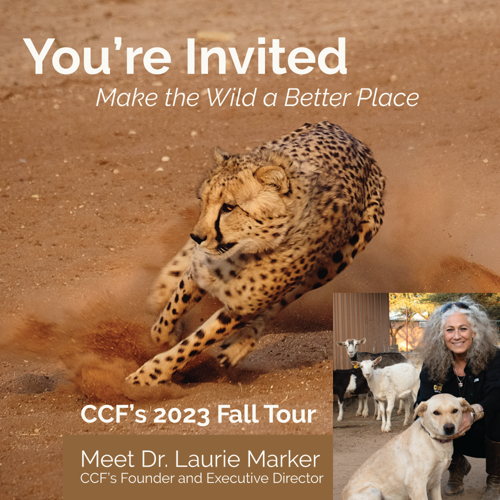 Cheetah Conservation Fund Founder and Executive Director Tours the United States to Raise Awareness and Funds to Assure the Survival of the Species