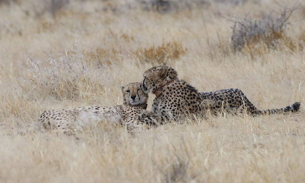 Celebrating the One-Year Milestone of Project Cheetah: Triumphs, Challenges, and Renewed Commitment