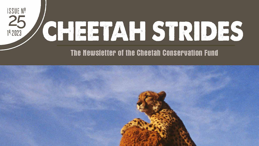 Cheetah Strides No. 25