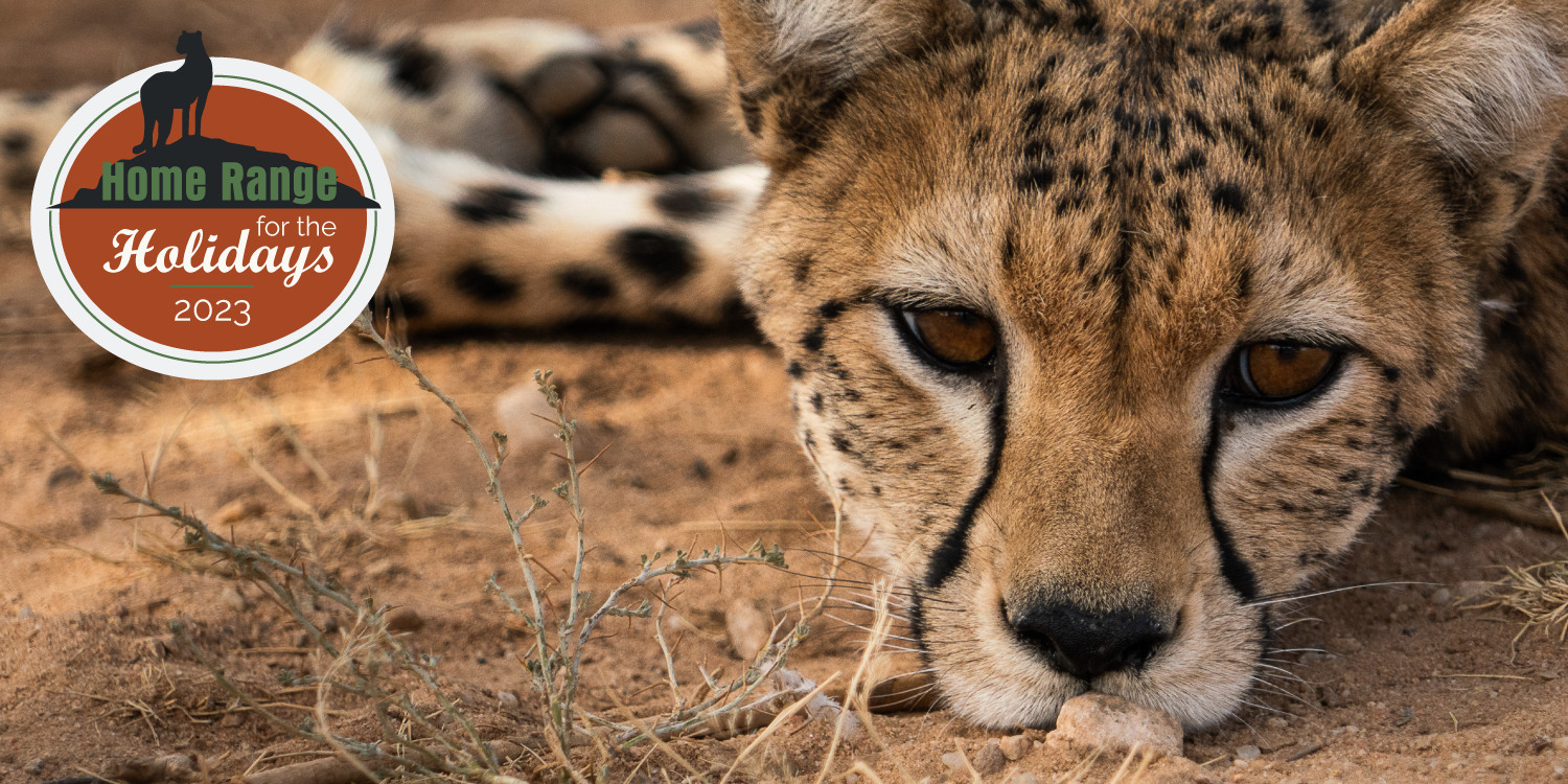 Homepage • Cheetah Conservation Fund