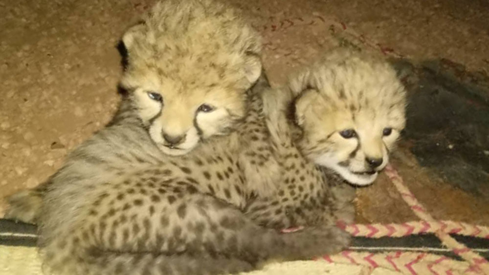 Fondo per la conservazione dei ghepardi – Osservatori addestrati della fauna selvatica aiutano a catturare i trafficanti di ghepardi