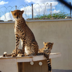 Cheetah receiving veterinary care at the Cheetah Conservation Fund center.