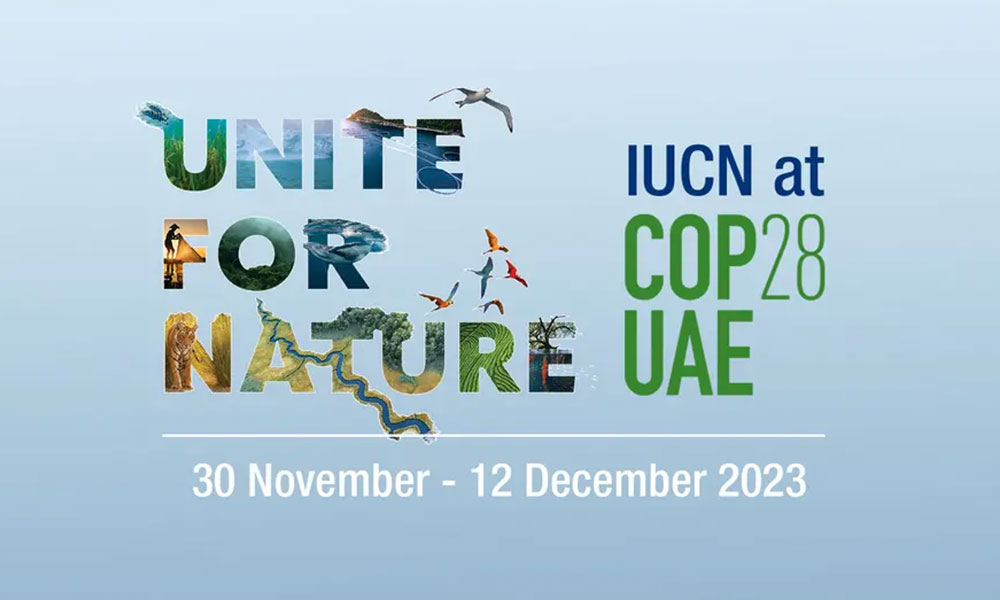 Cheetah Conservation Fund Celebrates International Cheetah Day at COP28 in the UAE