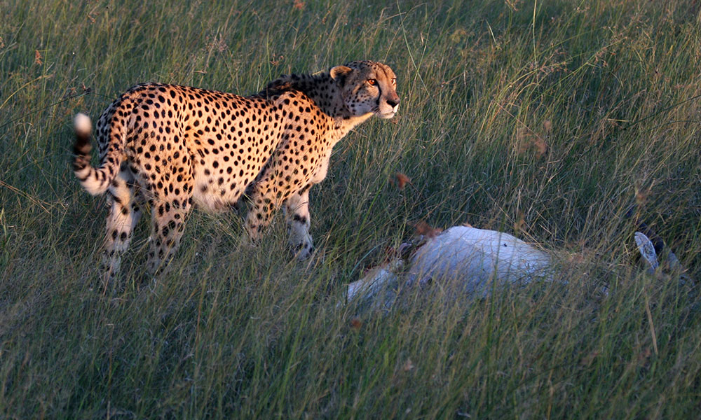 Global Cheetah Summit A Call To Action As Species Decline Approaches Global Cheetah Summit A Call To Action As Species Decline Approaches