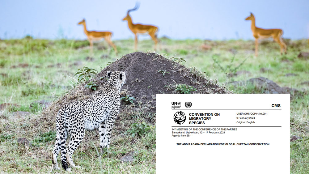The Addis Ababa Declaration for Global Cheetah Conservation