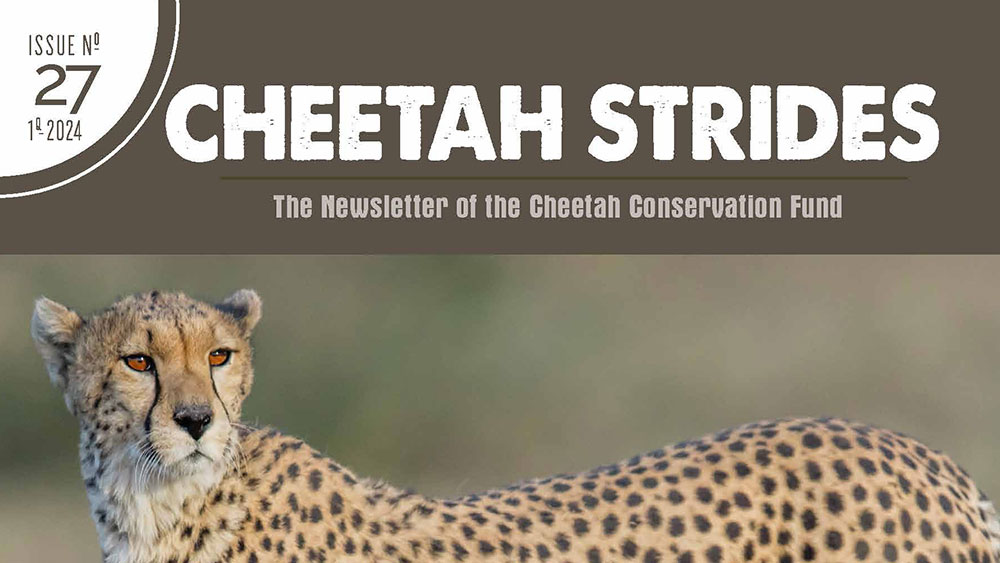 Cheetah Strides No. 27