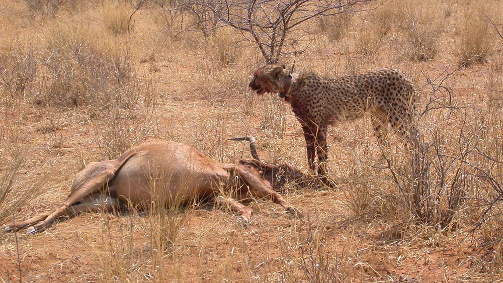 A Cheetah’s History, Habitat and Prey, Impacts Their Range