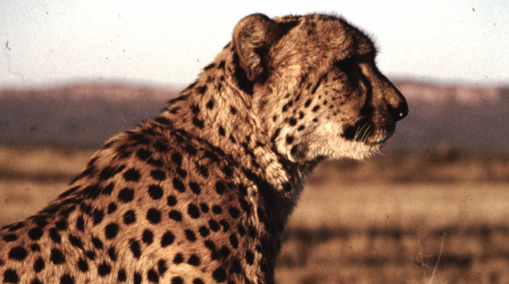 Double Your Donation to the Cheetahs – Chewbaaka’s Wild Cheetah Challenge 2024