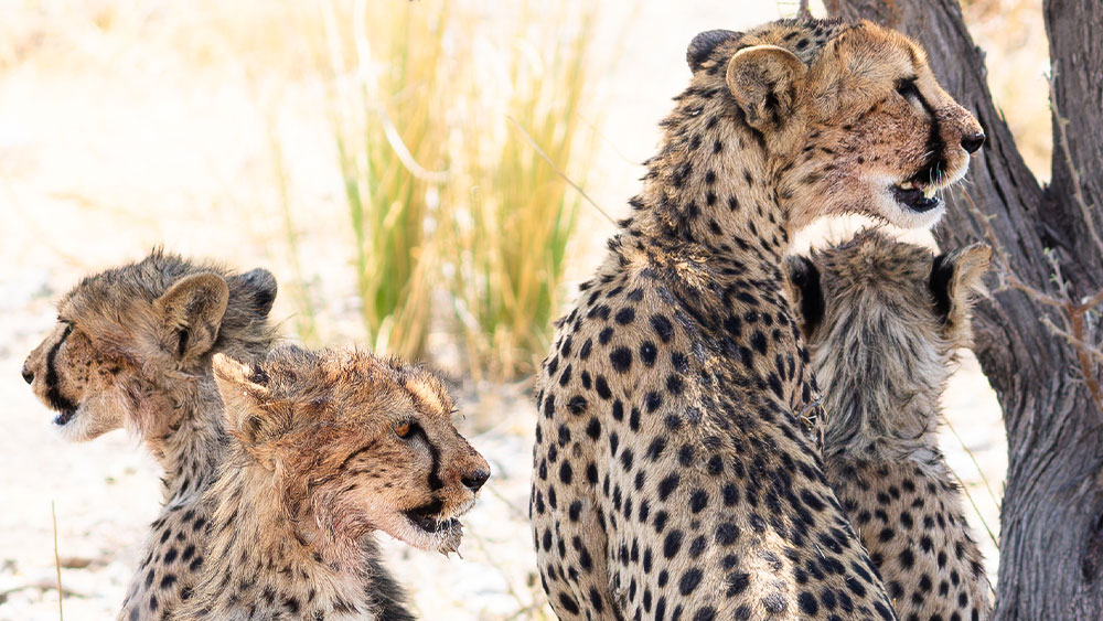 From Popularity to Preservation: How Cheetahs Can Drive Ecosystem Conservation