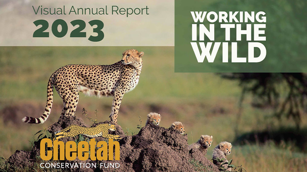 Visual Annual Report – 2023