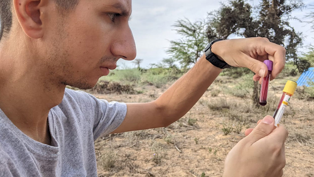 Feline Coronavirus / FIP Trial in Somaliland