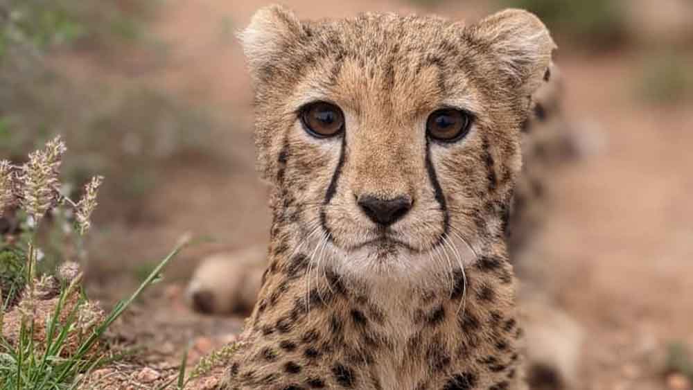 Protecting Cheetahs, Empowering Communities: A Holistic Approach to Conservation in Somaliland