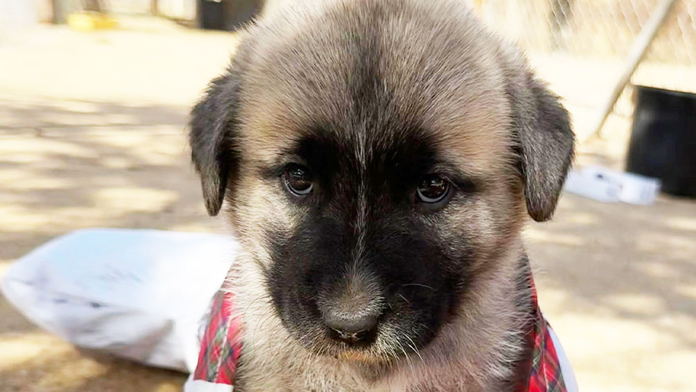 Celebrate Valentine’s Day By Helping CCF to Name an LGD Puppy