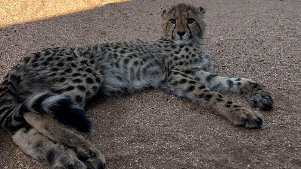 Brendy’s Story: Honoring My Dad with the Cheetah Conservation Fund