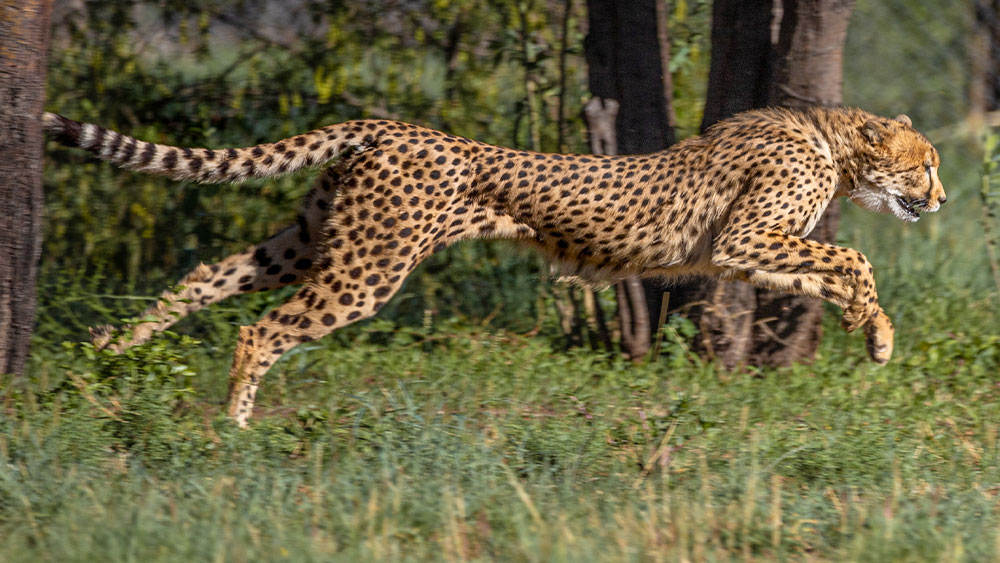 Cheetahs Were Born to Run