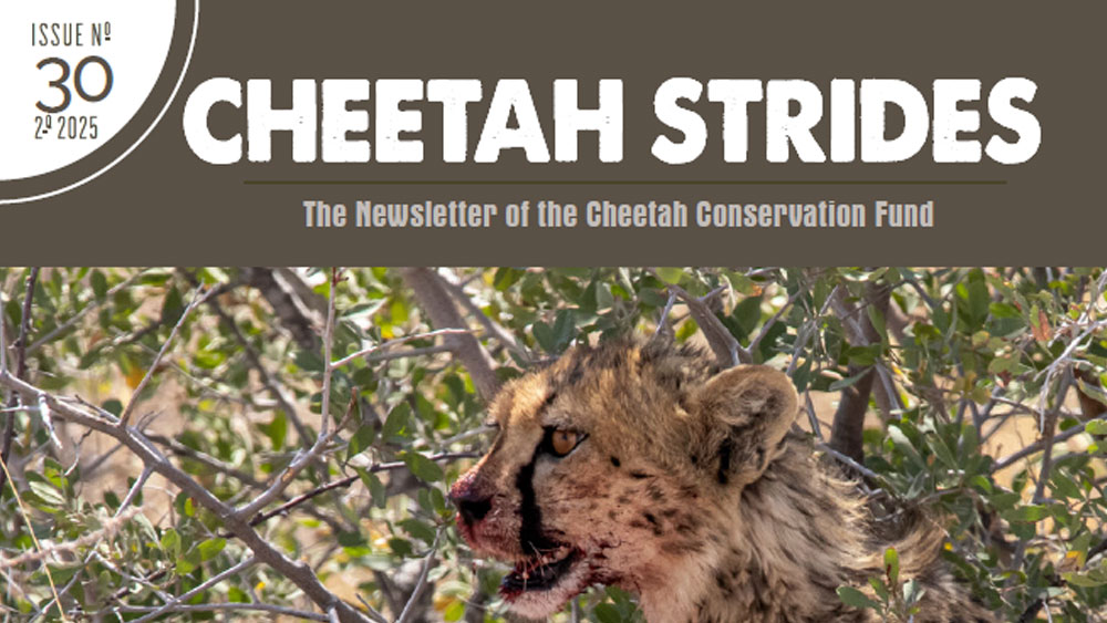 Cheetah Strides 30