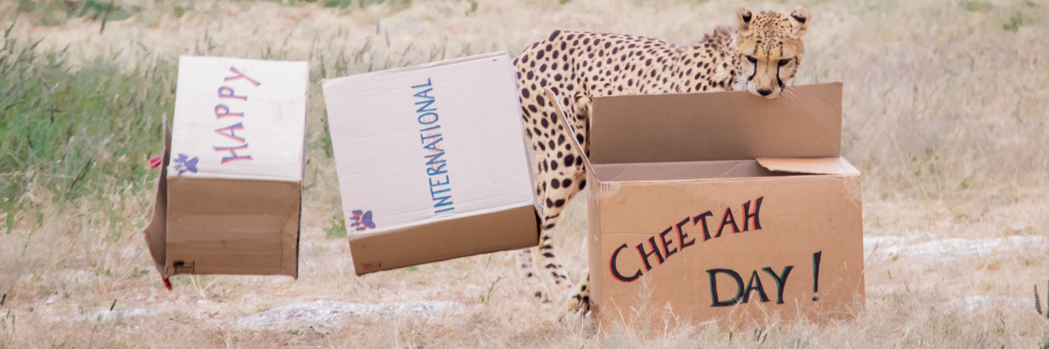 All cats including cheetahs love boxes
