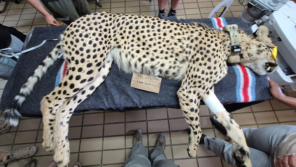 Tupuka’s Wild Life