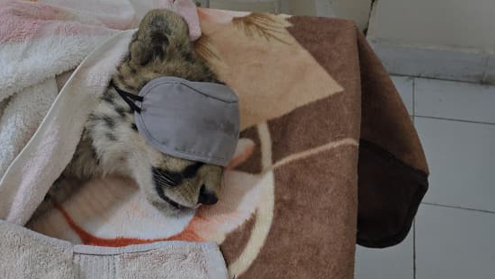 When Enforcement Increases, Survivability Must Follow