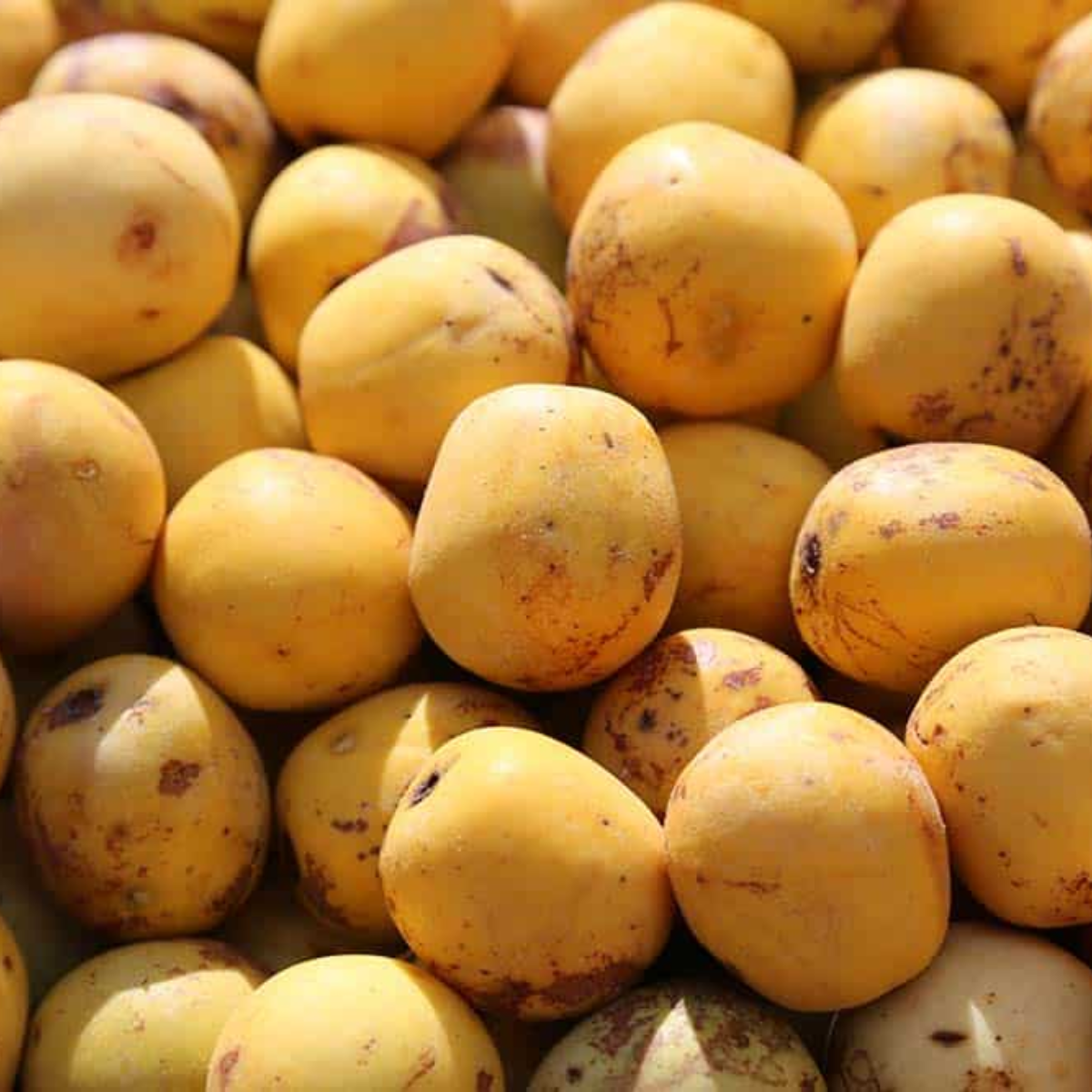 Marula (Sclerocarya birrea)